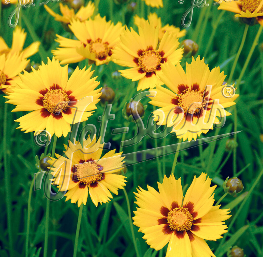 Coreopsis grandiflora 'Heliot' (Tickseed) - Image 2