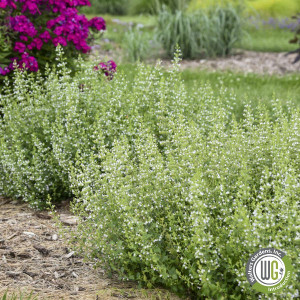 Calamintha nepeta subsp. nepeta (Calamint)