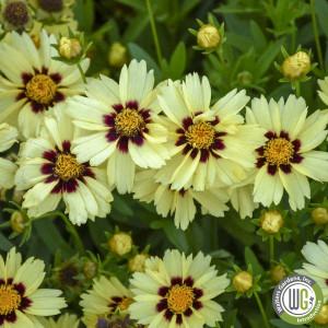 Coreopsis x Uptick Cream & Red ‘Balupteamed’ (Tickseed)