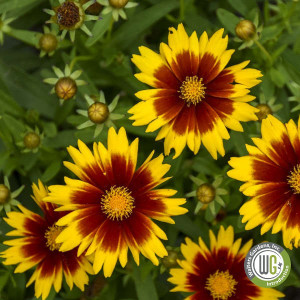 Coreopsis x Uptick Gold & Bronze 'Baluptgonz’ (Tickseed)
