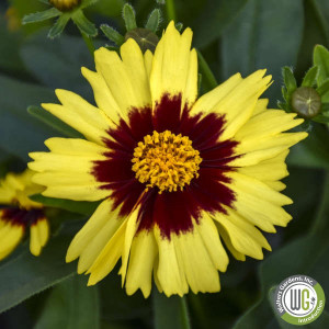 Coreopsis x Uptick Yellow & Red 'Balutowed' (Tickseed) PP28,865