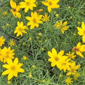 Coreopsis x 'Baby Sun' (Tickseed)