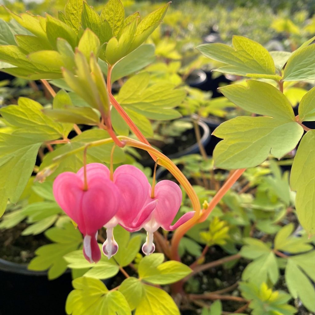 Dicentra s. ‘Gold Heart’ (Bleeding Heart) Cavano's Perennials