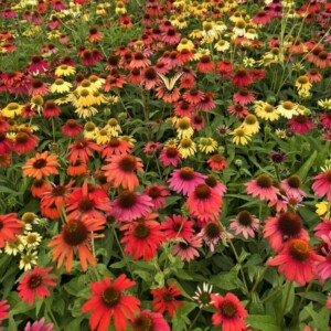 Echinacea x 'Cheyenne Spirit' (Coneflower)