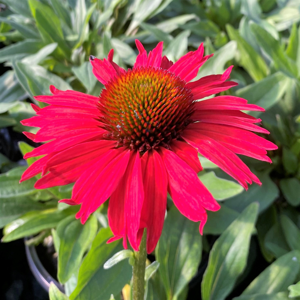 Echinacea ‘Kismet Red’ (Coneflower) Cavano's Perennials