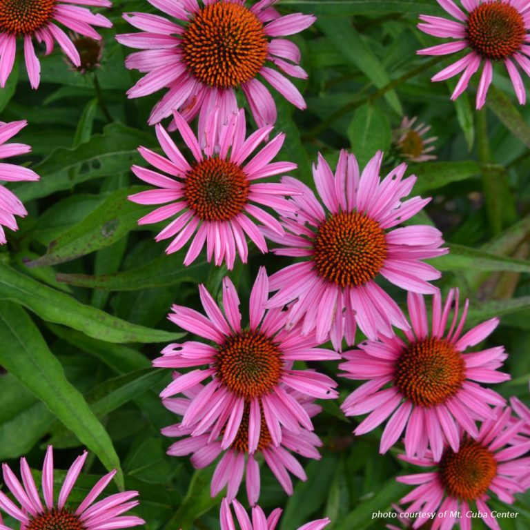 Echinacea pur. ‘Pica Bella’ (Coneflower) - Cavano's Perennials