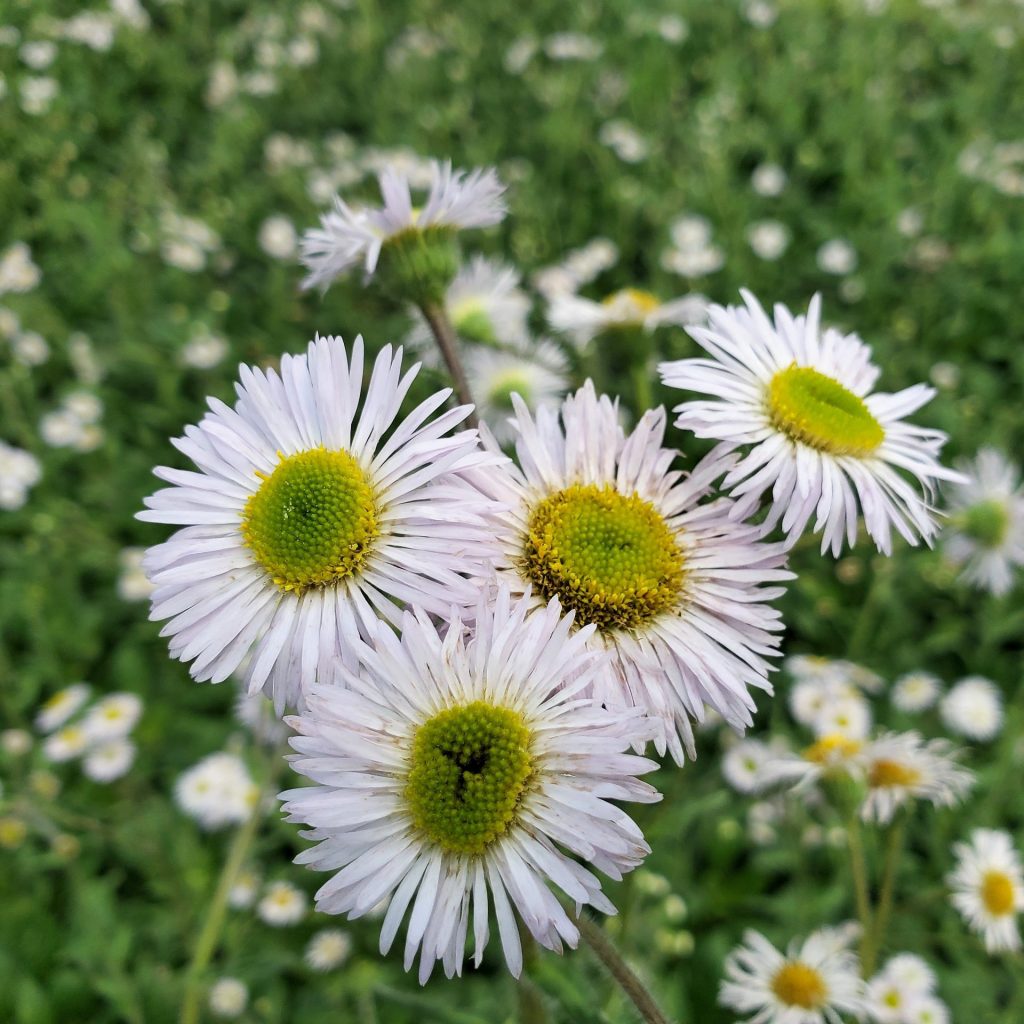 Erigeron ‘Lynnhaven Carpet’ (Fleabane) Cavano's Perennials