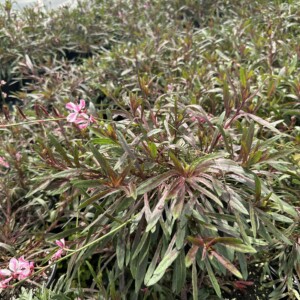 Gaura lindheimeri 'Siskiyou Pink' (Wand Flower)