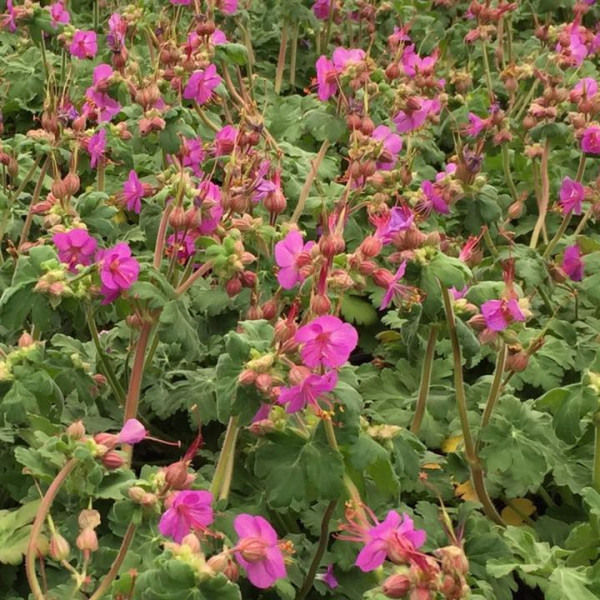 Geranium Karmina has dark pink flowers
