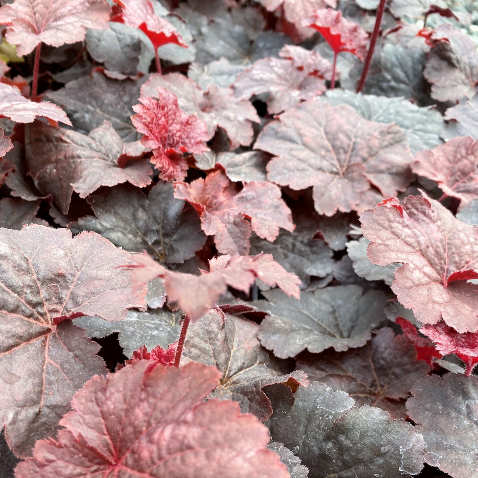 Heuchera ‘Cajun Fire’ (Coral Bells) - Cavano’s Perennials