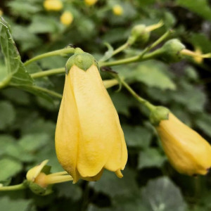 Kirengeshoma palmata has yellow flowers.