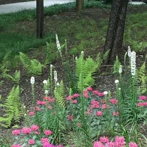 Liatris Floristan White has white flowers