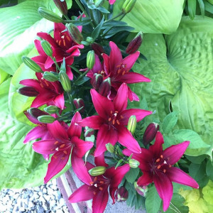 Lilium 'Tiny Ghost' has pink flowers.