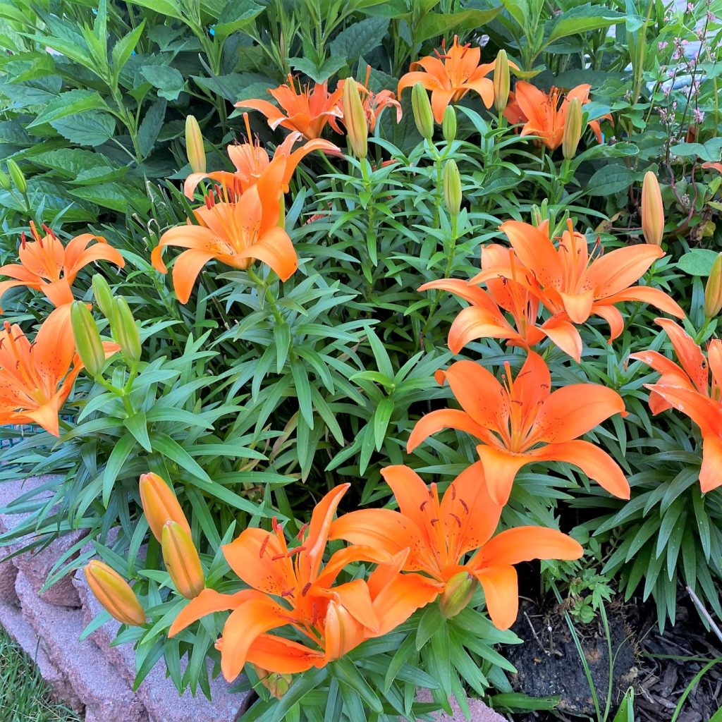 Lilium ‘Tiny Invader’ Cavano's Perennials