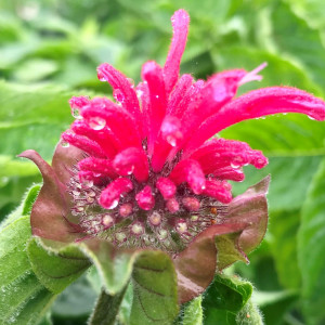 Monarda ‘Coral Reef’ or Beebalm has coral pink flowers.