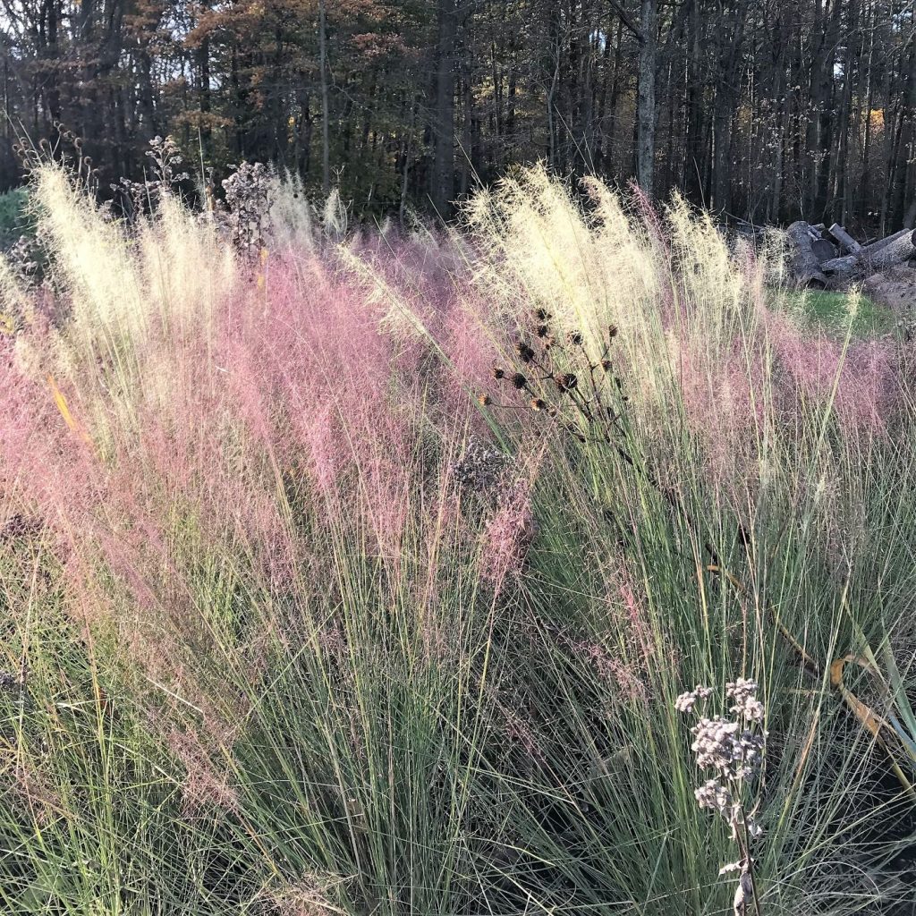 Muhlenbergia ‘White Cloud’ (Muhly Grass) Cavano's Perennials