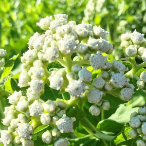 Parthenium integrifolium has white flowers