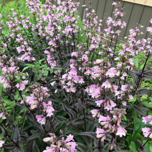 Penstemon ‘Blackbeard’ or Beardtongue has pink flowers.