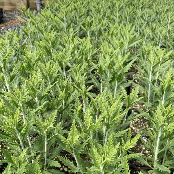 Perovskia atriplicifolia Lacey Blue 'Lisslett' (Russian Sage) - Image 2