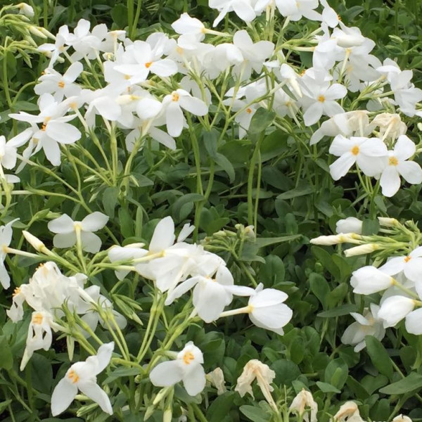 Phlox stolonifera ‘Bruce’s White’ or Creeping Phlox has white flowers.