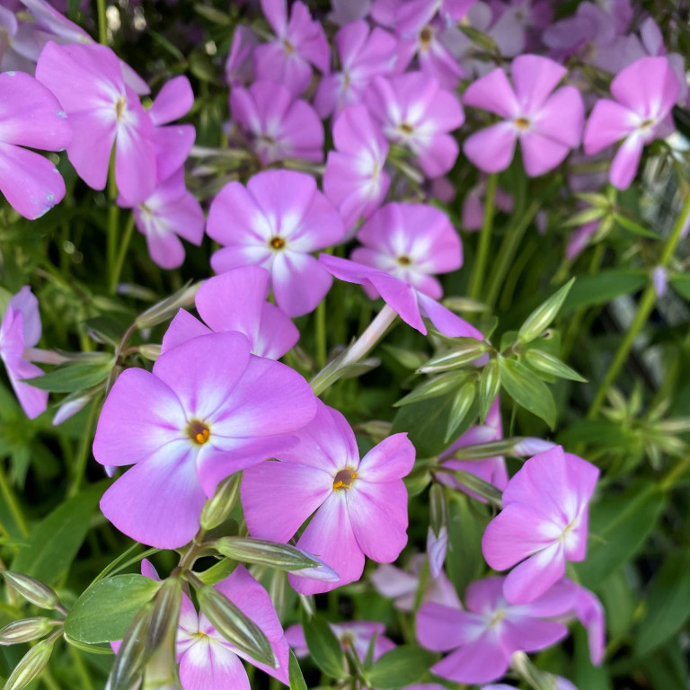 Phlox glab. ‘Morris Berd’ (Smooth Phlox) - Cavano's Perennials