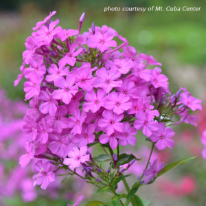 Phlox paniculata 'Robert Poore' (Garden Phlox)