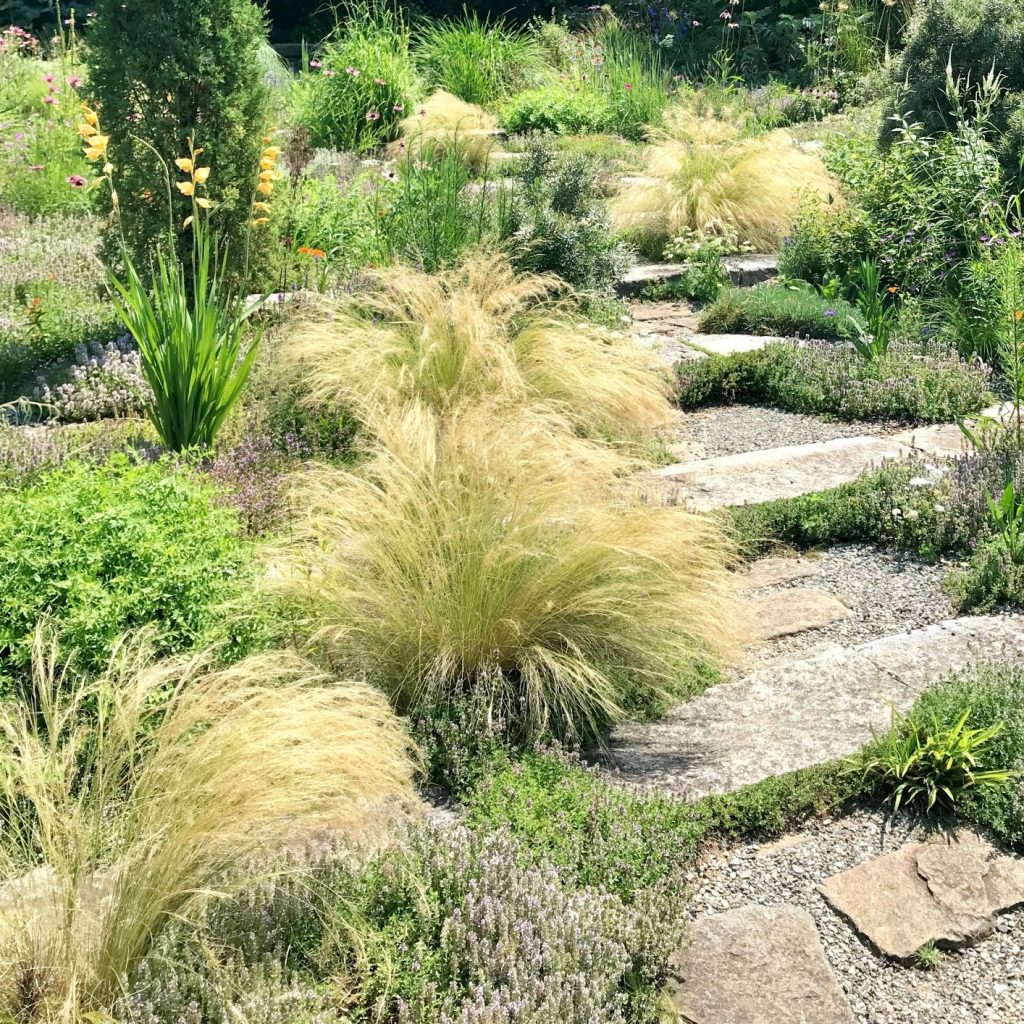Stipa ten. ‘Pony Tails’ - Cavano's Perennials