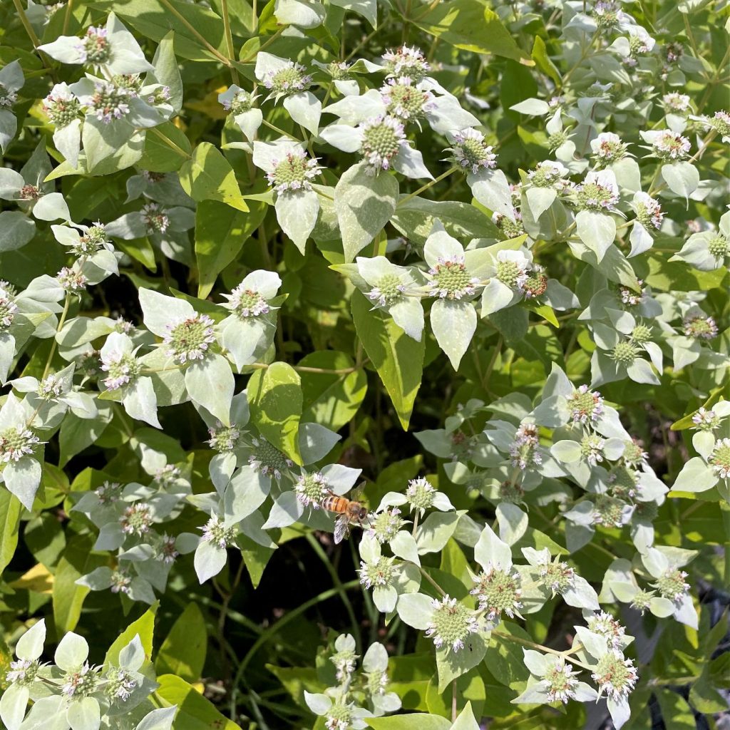 Pycnanthemum Muticum (Mountain Mint) - Cavano's Perennials