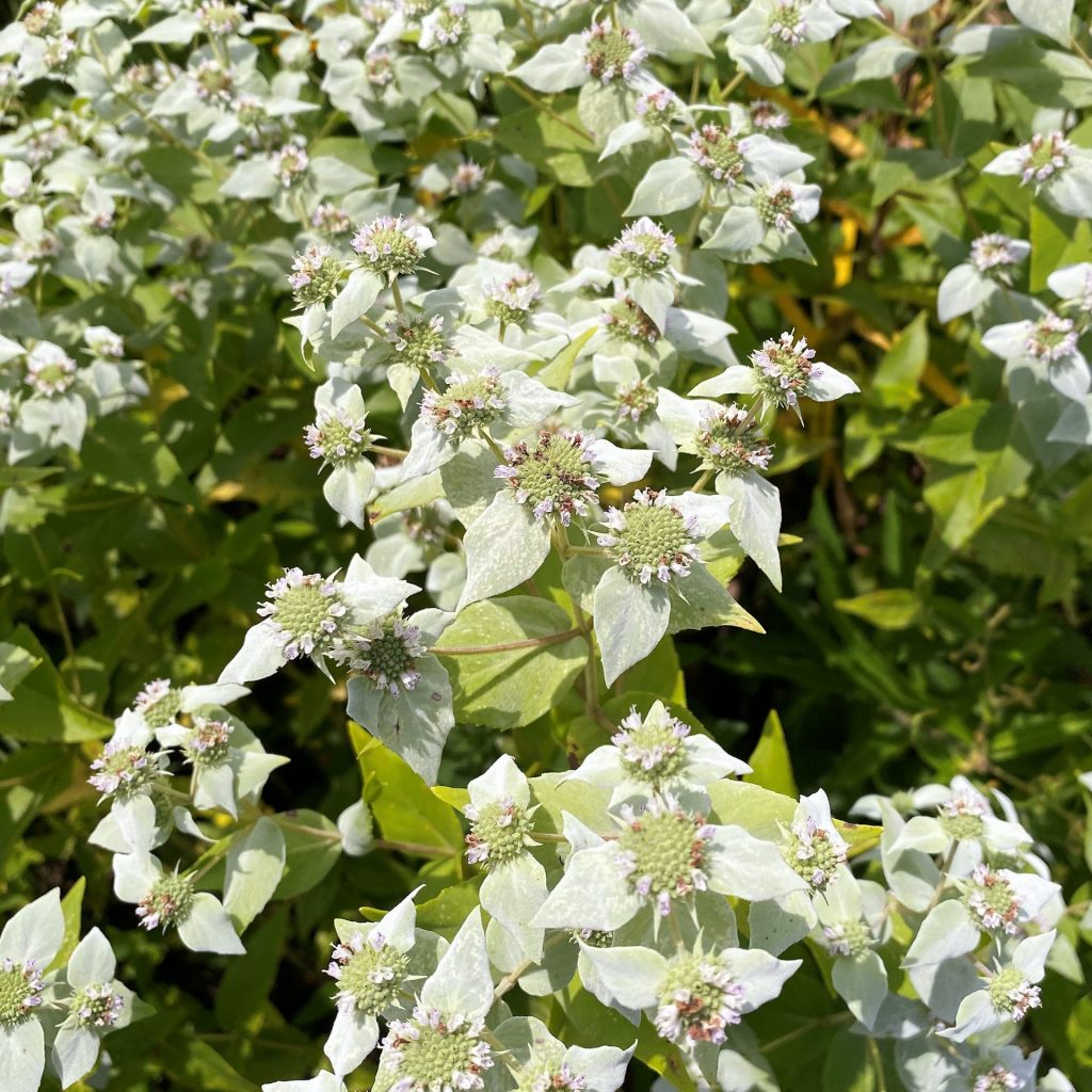 Pycnanthemum Muticum (Mountain Mint) - Cavano's Perennials