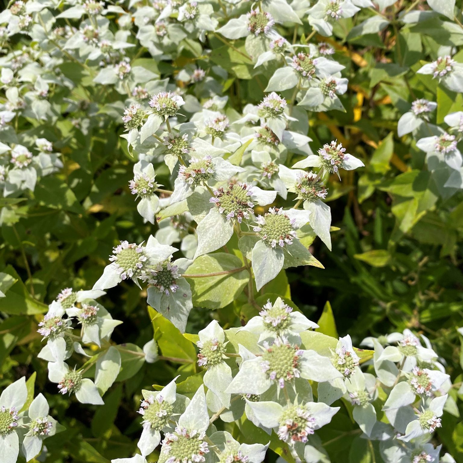 Pycnanthemum muticum (Mountain Mint) - Cavano's Perennials