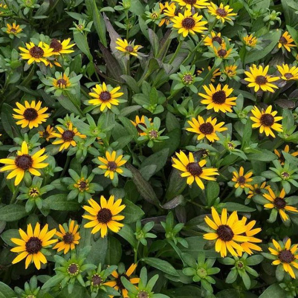 Rudbeckia ‘Little Gold Star’ has yellow flowers.