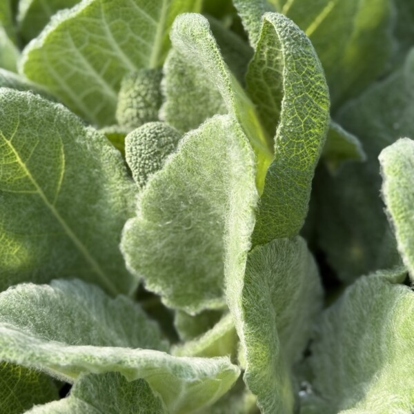 Salvia argentea (Silver Sage) - Image 3