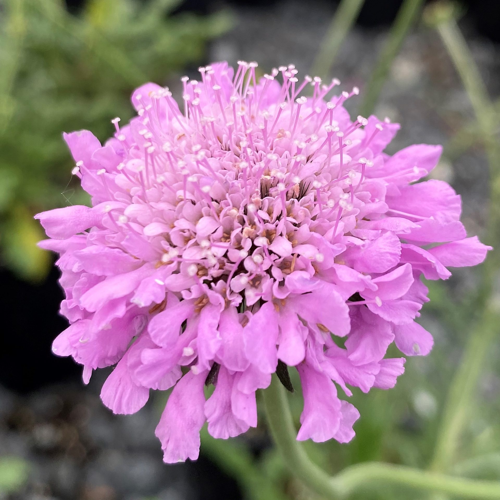 Pincushion Flower Scabiosa columbaria Pink Mist from Growing Colors