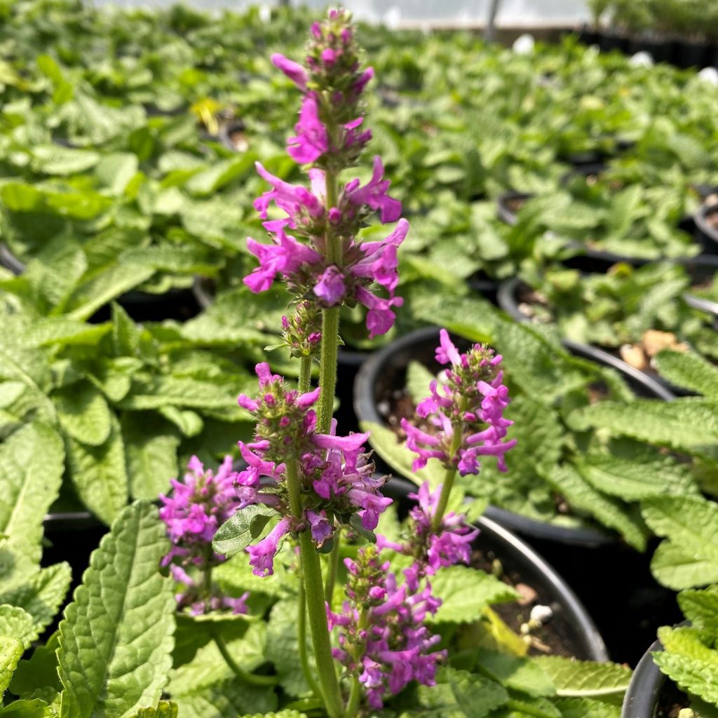 Stachys monieri ‘Hummelo’ (Betony) - Cavano's Perennials