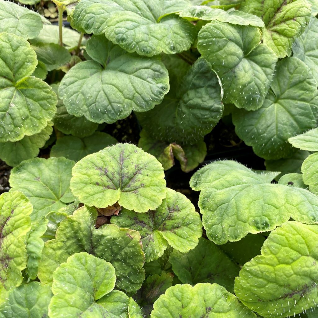 Tiarella ‘Running Tapestry’ (Foamflower) - Cavanos Perennials