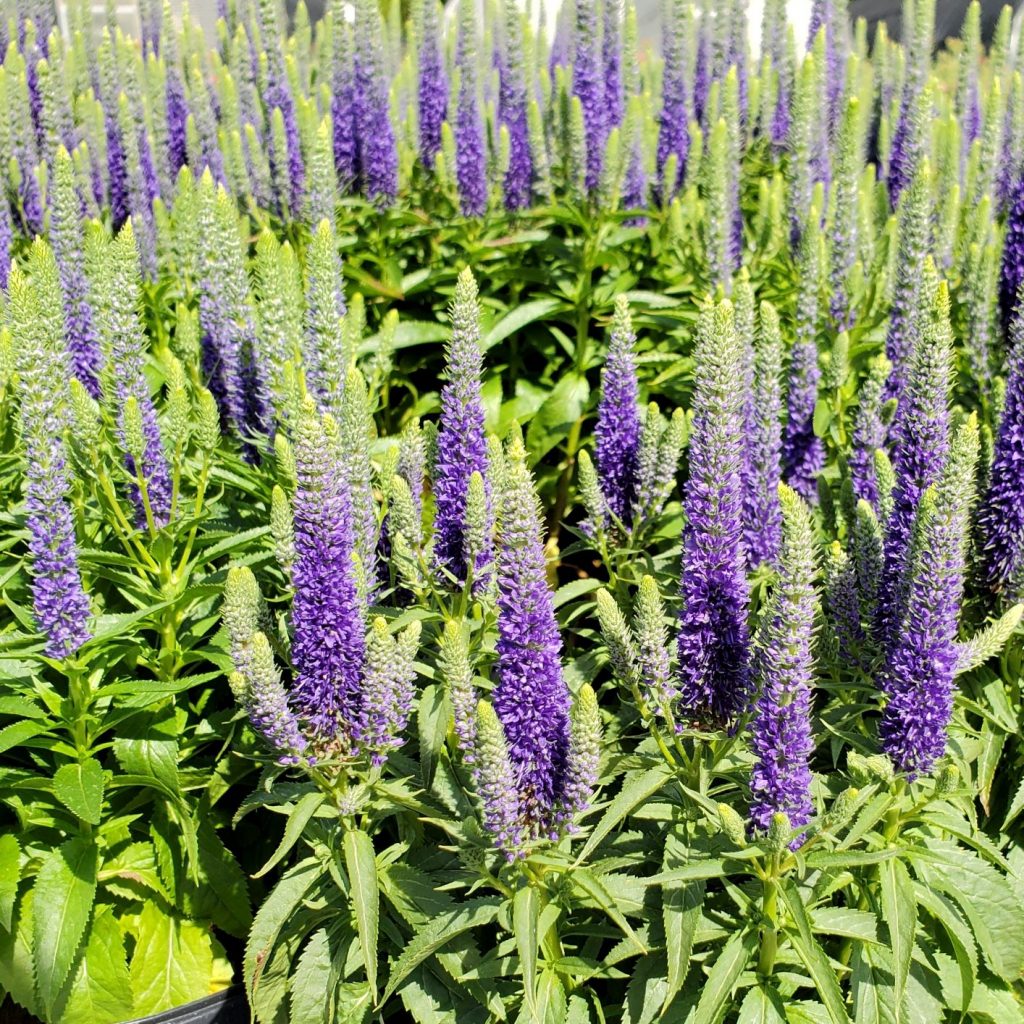 Veronica ‘Royal Candles’ (Spike Speedwell) - Cavano's Perennials