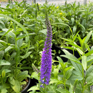 Veronica ‘Royal Rembrandt’ (Speedwell) - Cavano's Perennials