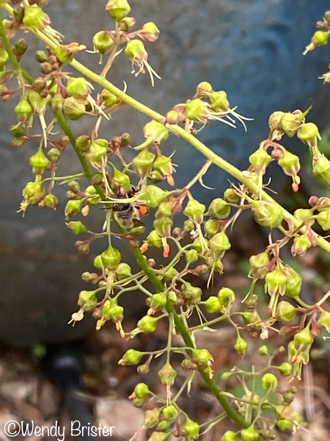 a-native-plant-success-story-finding-rare-bees-in-your-backyard