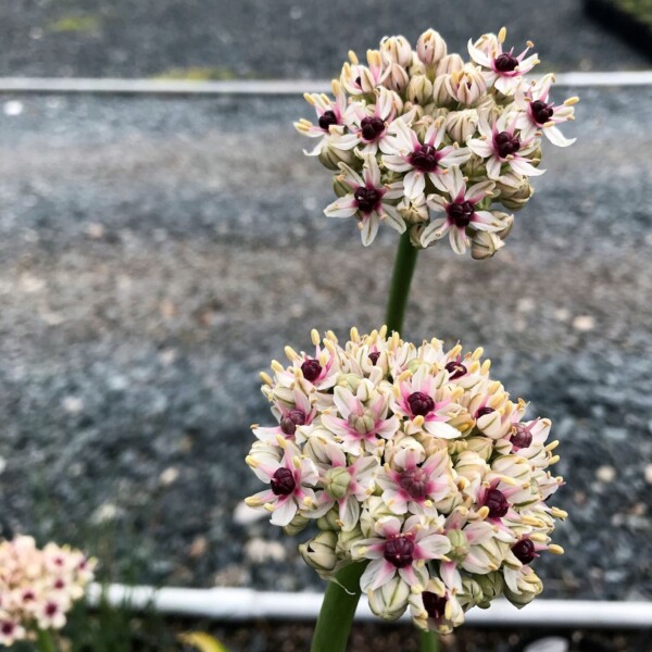 Allium x 'Silver Spring' (Ornamental Onion) - Image 2