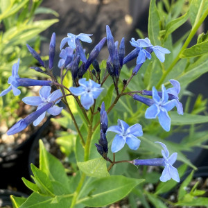 Amsonia Blue Ice has blue flowers