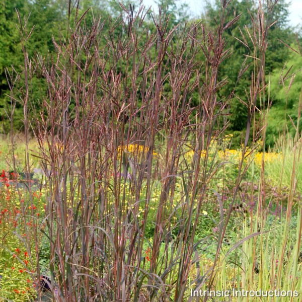 Andropogon gerardii 'Blackhawks' (Big Bluestem) - Image 2