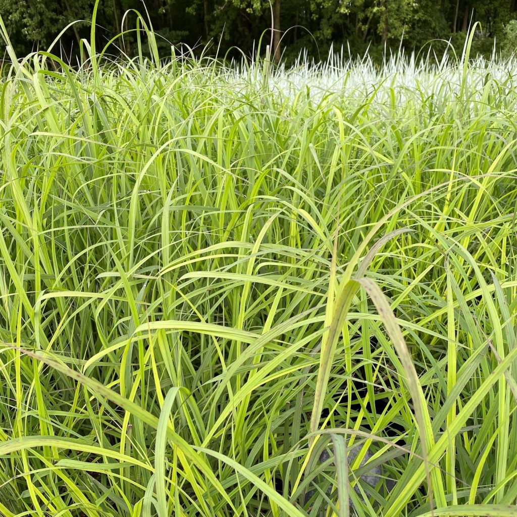 Andropogon Ger ‘blackhawks Big Bluestem Cavanos Perennials