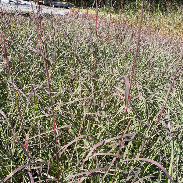 Andropogon Dancing Wind has blue green foliage