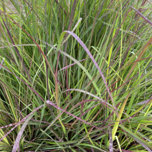 Andropogon Red October has green and red foliage