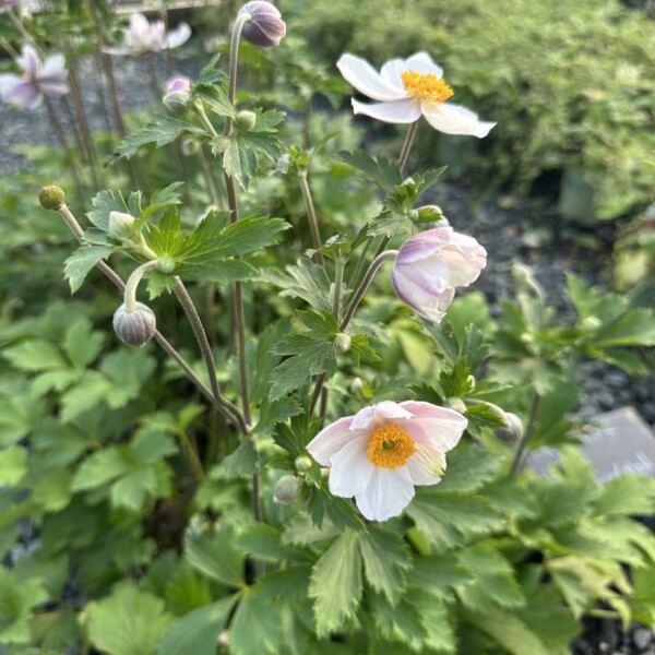 Anemone Elfin Swan (Windflower) PP30,496