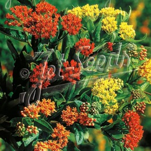 Asclepias tuberosa 'Gay Butterflies' (Butterfly Weed)