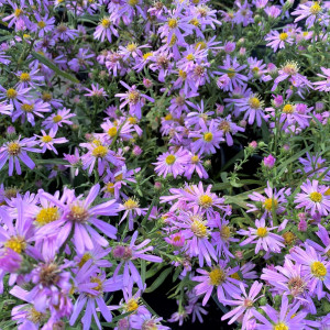 Aster wood's pink has pink flowers