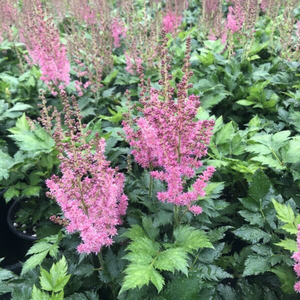 Astilbe chinensis 'Little Vision in Pink'