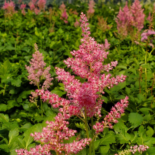 Astilbe Rheiland has pink flowers