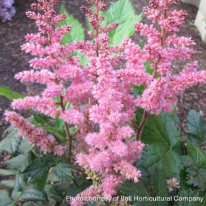 Astilbe chinensis 'Vision in Pink’